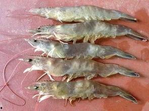 国产大虾视频大全集,视频大全集精彩瞬间回顾