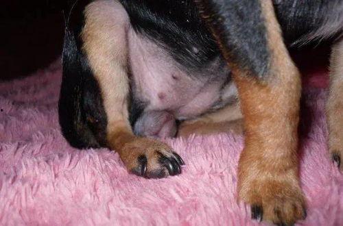 国产母狗高清视频,探寻自然之美与生命力量