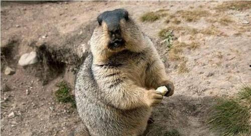 国产土拨鼠是旱獭吗视频,竟是旱獭的别称